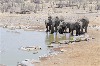African Bush Elephants (Loxodonta africana) drinking at the Moringa waterhole