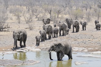 Herd of African Bush Elephants (Loxodonta africana) walking towards Moringa Waterhole