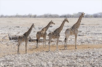 Giraffes (Giraffa camelopardalis) standing at the Okaukuejo waterhole