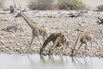 Giraffes (Giraffa camelopardalis) drinking at the Okaukuejo waterhole