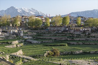 The village of Nako surrounded by green fields and snow covered mountains