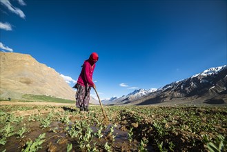 Local woman irrigating fields