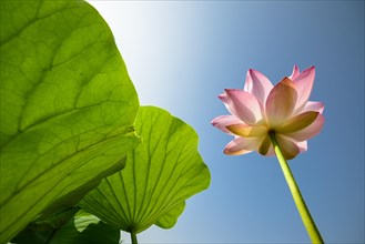 Lotus flower and leaves (Nelumbo nucifera)