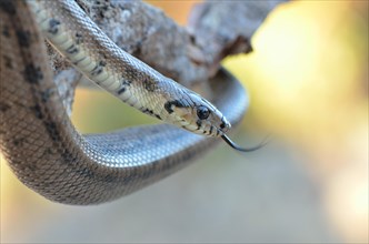 Ladder Snake (Rhinechis scalaris)