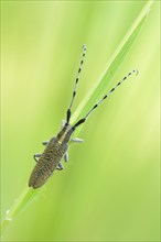 Golden-bloomed grey longhorn beetle (Agapanthia villosoviridescens)