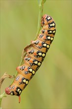 Caterpillar of the Spurge Hawk-moth (Hyles euphorbiae) climbing on a blade of grass