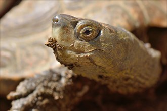Spanish pond turtle (Mauremys leprosa)