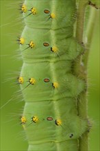 Southern Emperor Moth (Saturnia pavoniella)