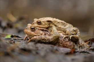 Pair of Common Toads (Bufo bufo) in amplexus during the spring migration to the spawning grounds
