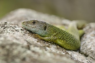 Western Green lizard (Lacerta bilineata)