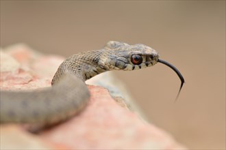 Ringed Snake (Natrix natrix astreptophora)