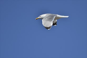 Yellow-legged Gull (Larus Yellow-legged) against a blue sky