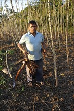 Farmer harvesting cassava or manioc roots