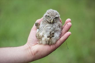 Hand holding a young Little Owl (Athene noctua)