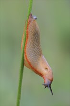 Red Slug (Arion rufus)