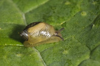 Common Amber Snail (Succinea putris)