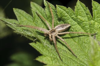 Nursery-web Spider (Pisaura mirabilis)