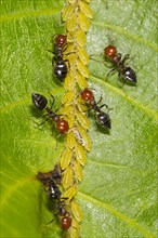 Ant (Crematogaster scutellaris) adult workers