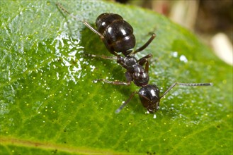 Black Bog Ant (Formica picea)