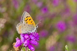 Small Copper butterfly (Lycaena phlaeas) adult male perched on bell heather