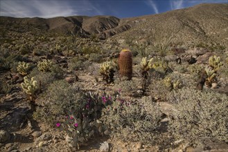 Cactus-rich slope