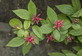 Eastern sweetshrub (Calycanthus fertilis)