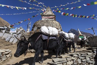 Yaks (Bos mutus) in front of a Buddhist stupa with prayer flags
