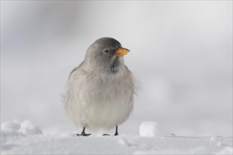 Snowfinch (Montifringilla nivalis) in winter