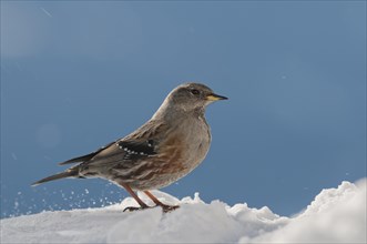 Alpine Accentor (Prunella collaris) in winter