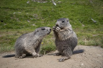 Alpine Marmots (Marmota marmota)