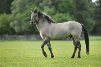 Tarpan (Equus ferus gmelini