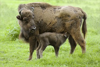 Wisent or European Bison (Bison bonasus)