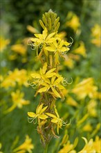 King's Spear or Yellow Asphodel (Asphodeline lutea)