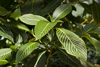 Zebra Plant or Yellow Sanchezia (Sanchezia nobilis)