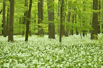 Beech (Fagus sylvatica) forest with flowering Ramsons or Wild Garlic (Allium ursinum)