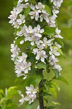 Toringo Crabapple or Siebold's Crabapple (Malus sieboldii)