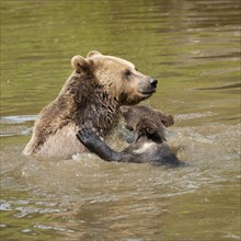 European Brown Bears (Ursus arctos)