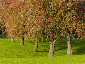 Orchard in autumn