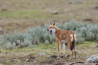 Ethiopian Wolf (Canis simensis)