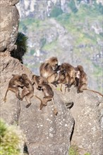 Group of Gelada baboons (Theropithecus gelada) on a rock