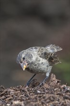 Galapagos Medium Ground-Finch (Geospiza fortis)