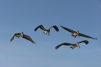 Galapagos Brown Pelicans (Pelecanus occidentalis urinator) in flight