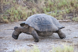Galapagos Giant Tortoise (Geochelone elephantophus vandenburgi)