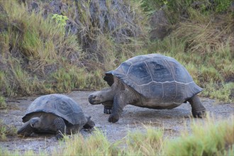 Galapagos Giant Tortoises (Geochelone elephantophus vandenburgi)