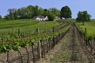 Vineyards and wine cellars