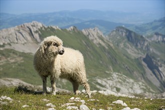 Sheep in the Alps