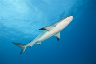 Caribbean Reef Shark (Carcharhinus perezi)