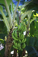 Bananas (Musa sp.) growing in a banana plantation