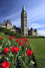Tulips ín front of Peace Tower and Parliament buildings