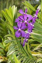 Tropical Orchid (Orchidaceae)